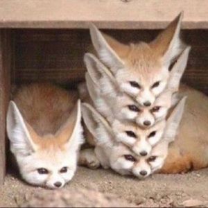 Meet your Posher, Samuel